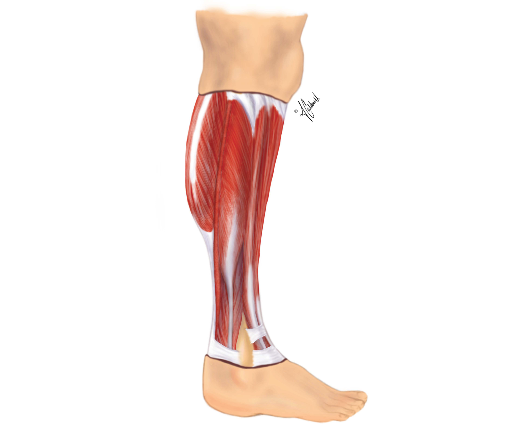 Anatomy of Lower Leg