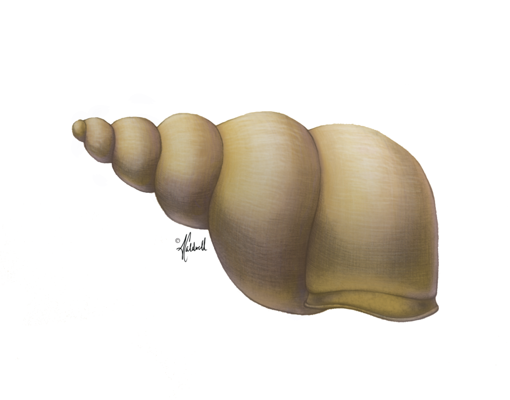 Blonde Snail