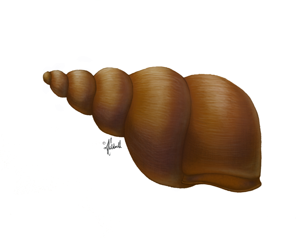Brunette Snail