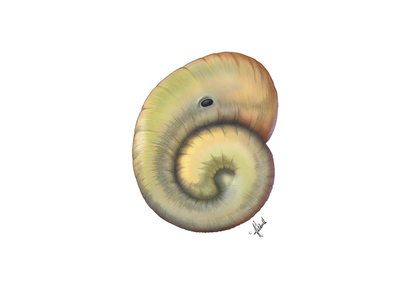 Snail Button