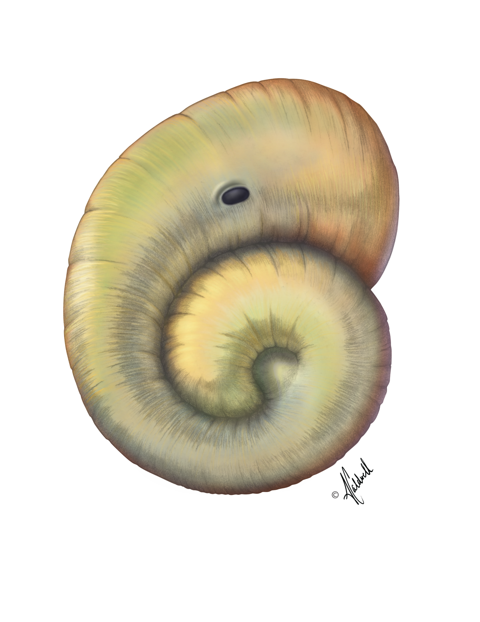 snail button