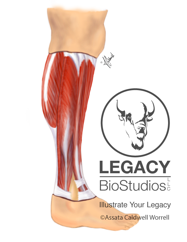 Leg Muscle Study