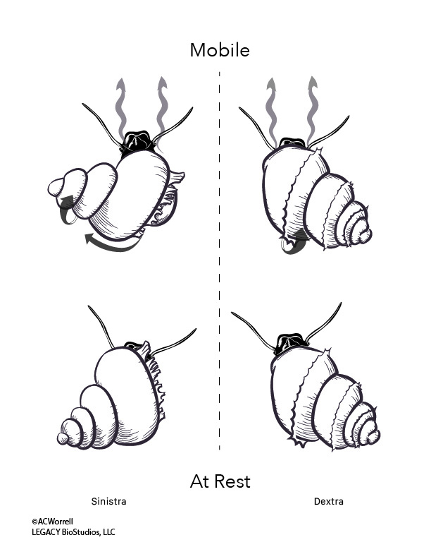 Snail mobility comparison starting from rest.
