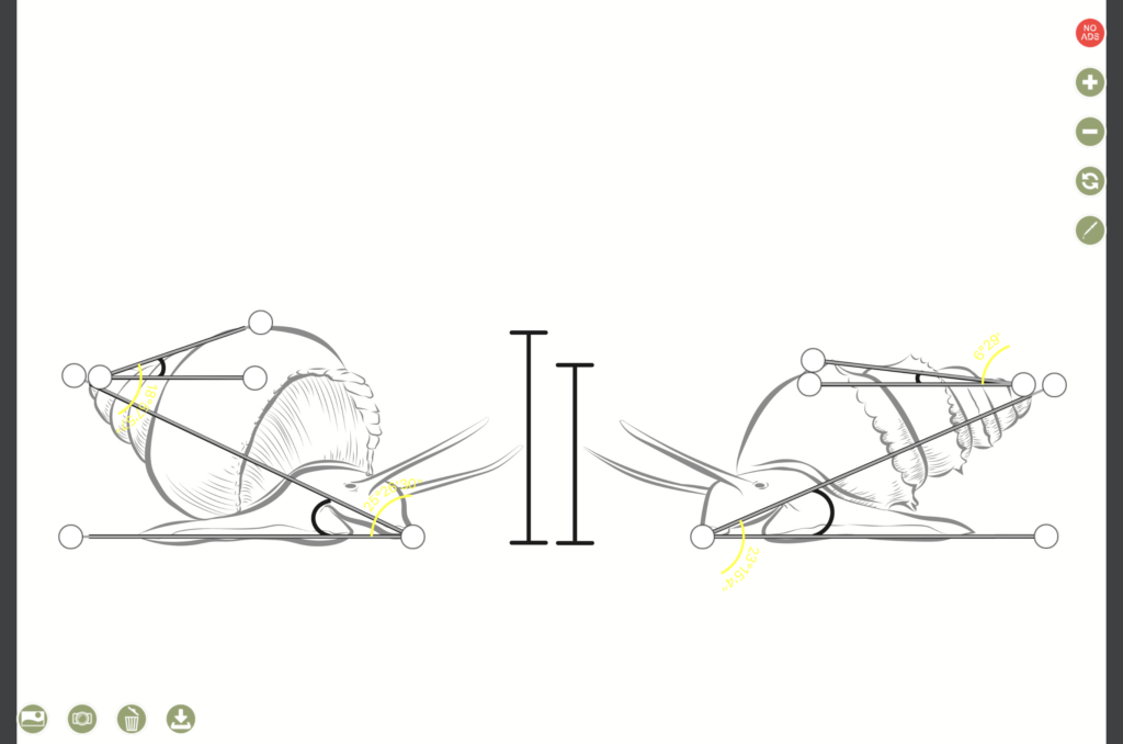 Measurements of Sinistra and Dextra using the app Angle Meter