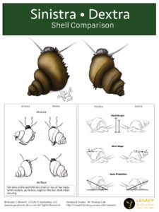 Comparison of Sinistra and Dextra - Morphology and mobility