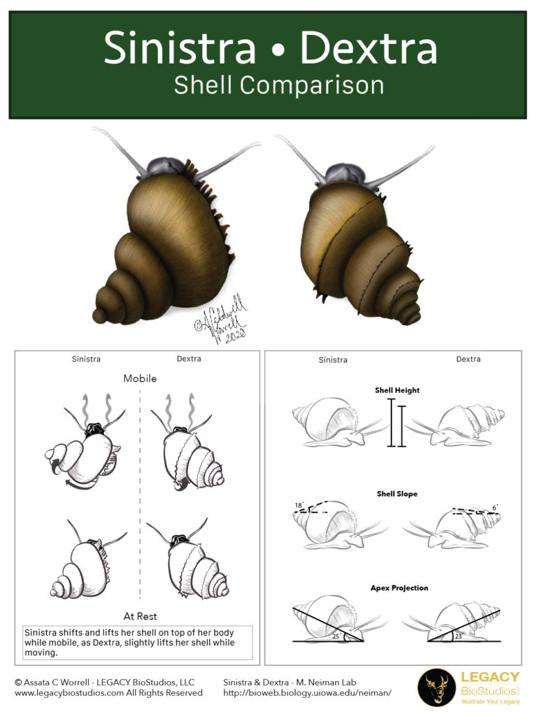 Comparison of Sinistra and Dextra - Morphology and mobility