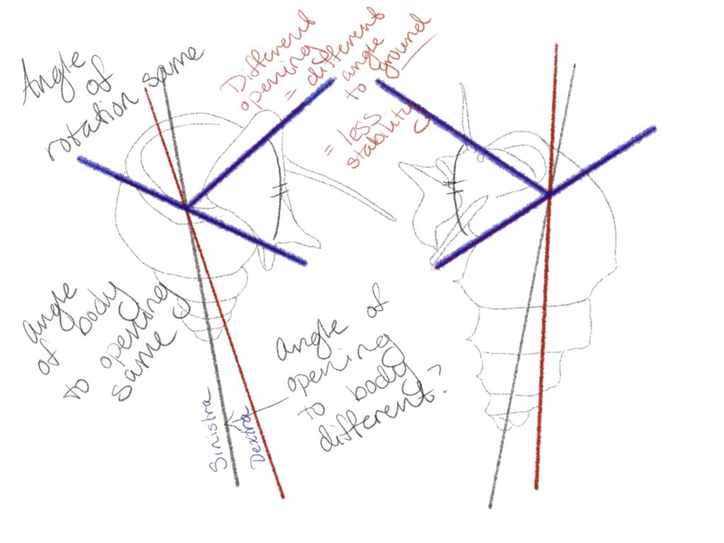 Original sketch and idea page brought to Dr. Neiman.