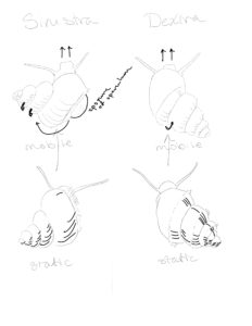 Mobility sketch comparing Sinistra and Dextra after observing the two snails.