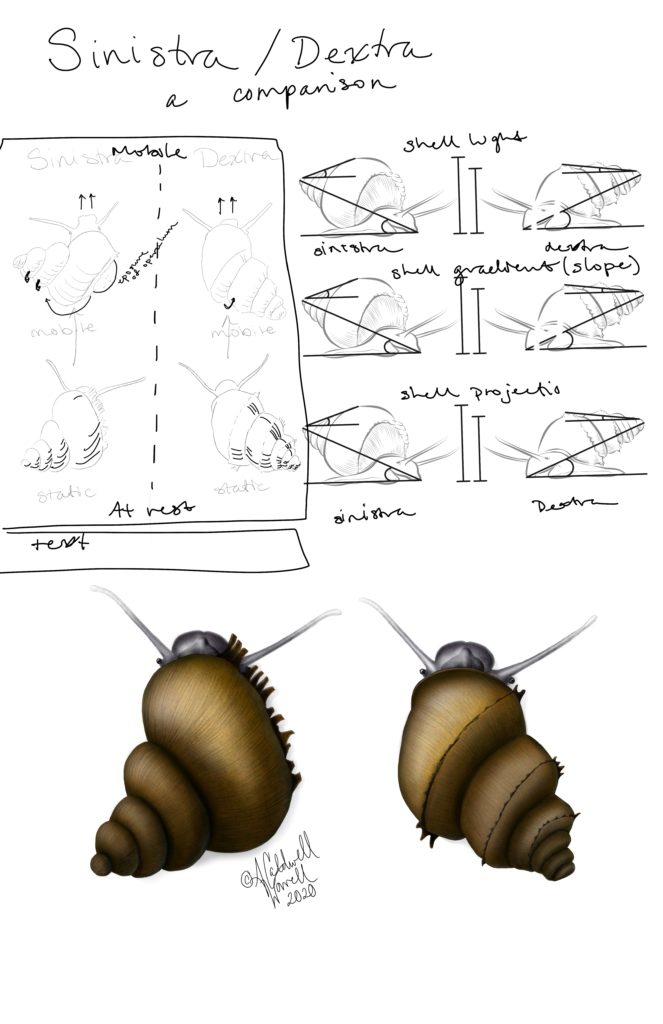 Snail poster layout idea 1