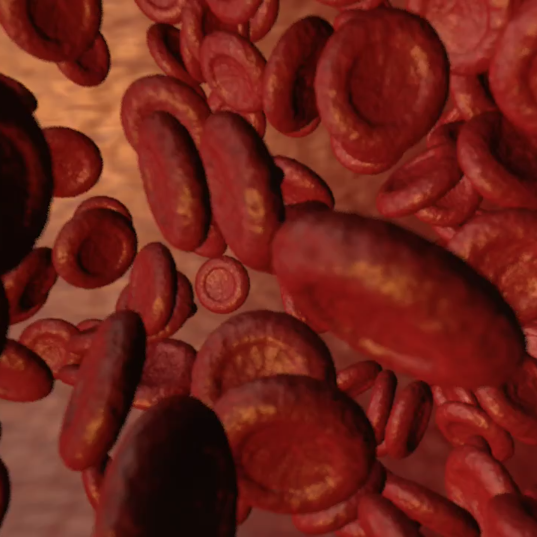 Red blood cells in a vein