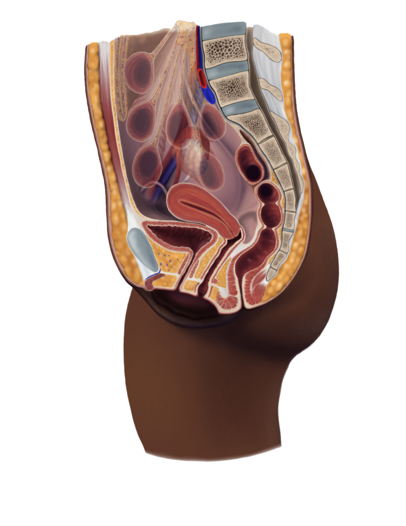 Anatomical cross-section of the female torso.