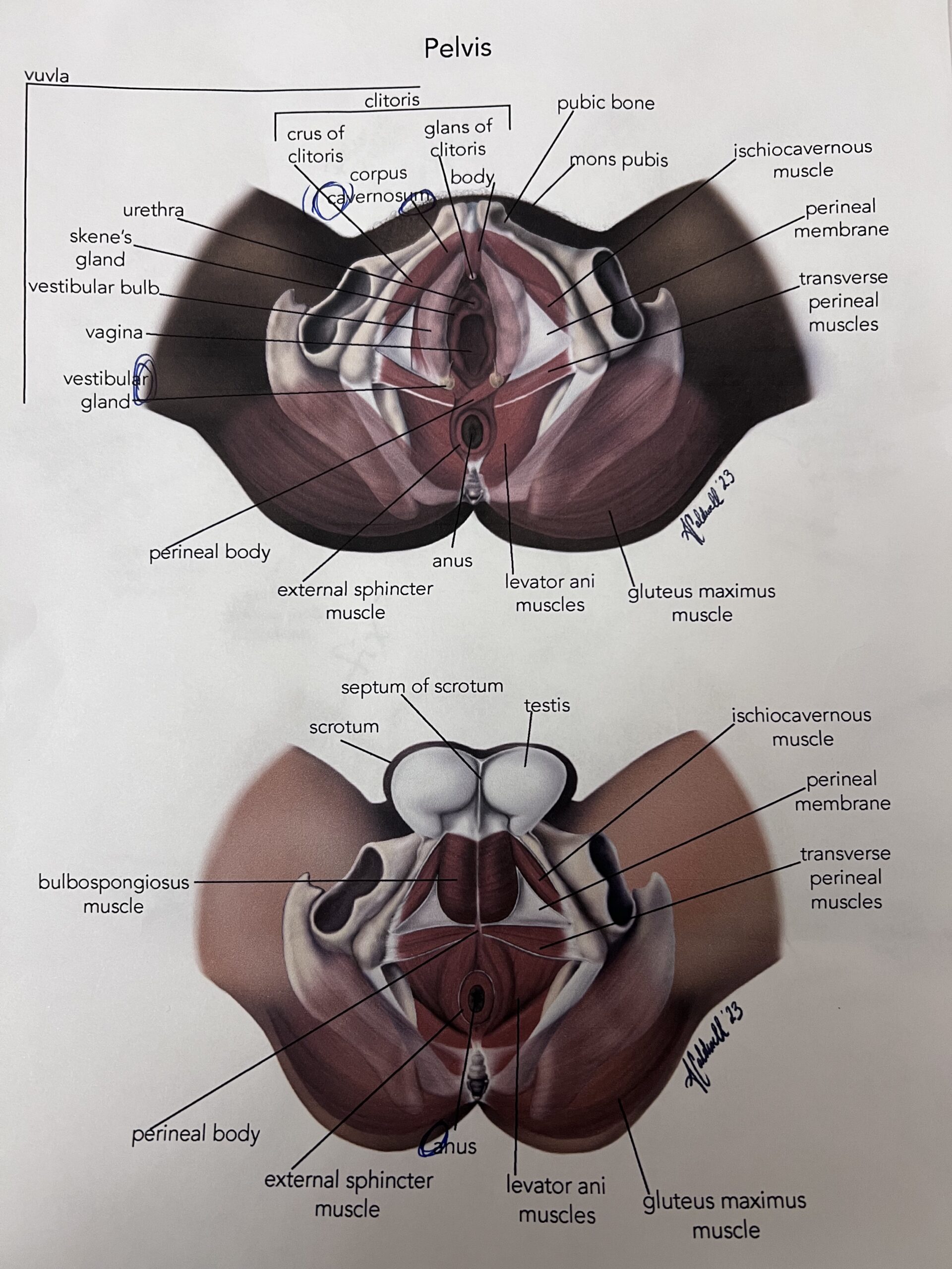 In progress Illustration of the male and female pelvic floors.