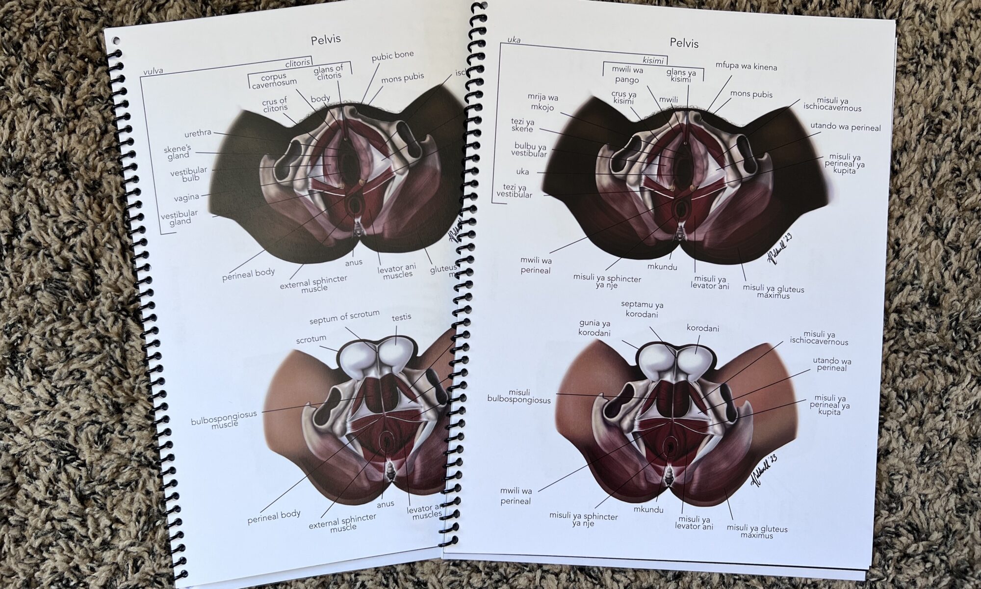 Comparative female and male pelvic floor illustrations in English and Swahili