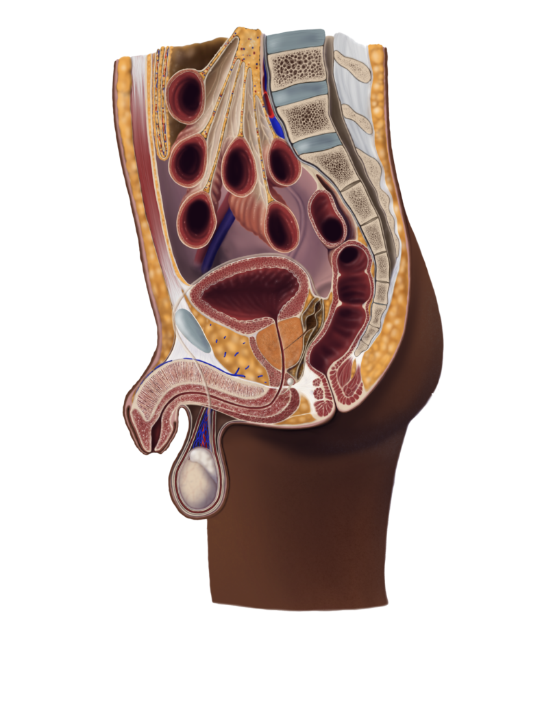 Anatomical cross-section of the male torso.