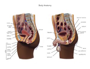 cross section