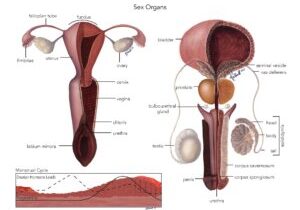 SexOrgans